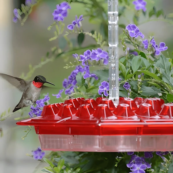Avelionn – Hanging nectar feeder with ant moat for hummingbirds